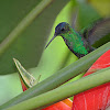 Violet-capped Woodnymph