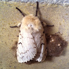 Gypsy Moth - Female