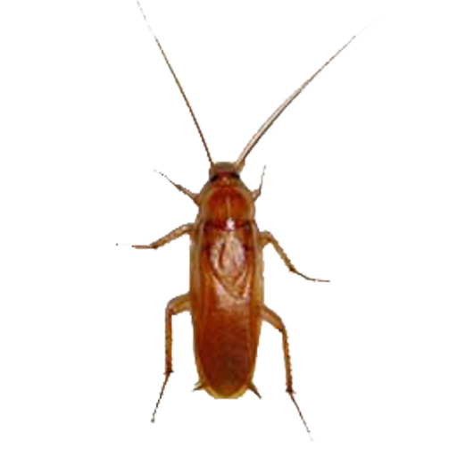 Cockroach moded apk - Download latest version 1.9