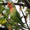 Peach-faced Lovebird (green variant)