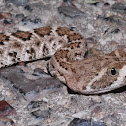 Western diamond-backed rattlesnake