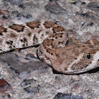 Western diamond-backed rattlesnake