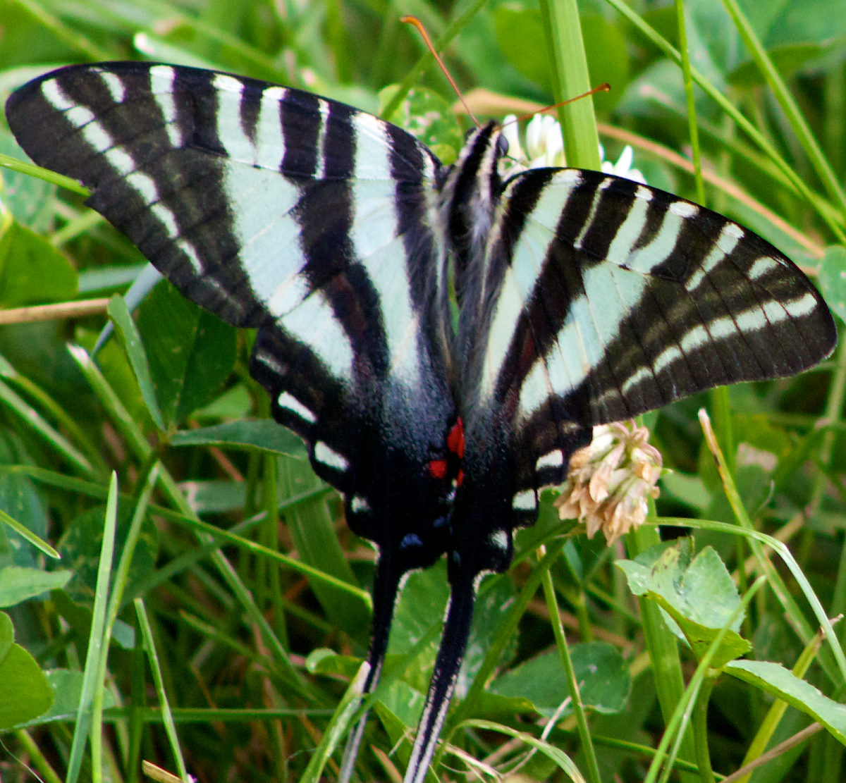 Zebra Swallowtail