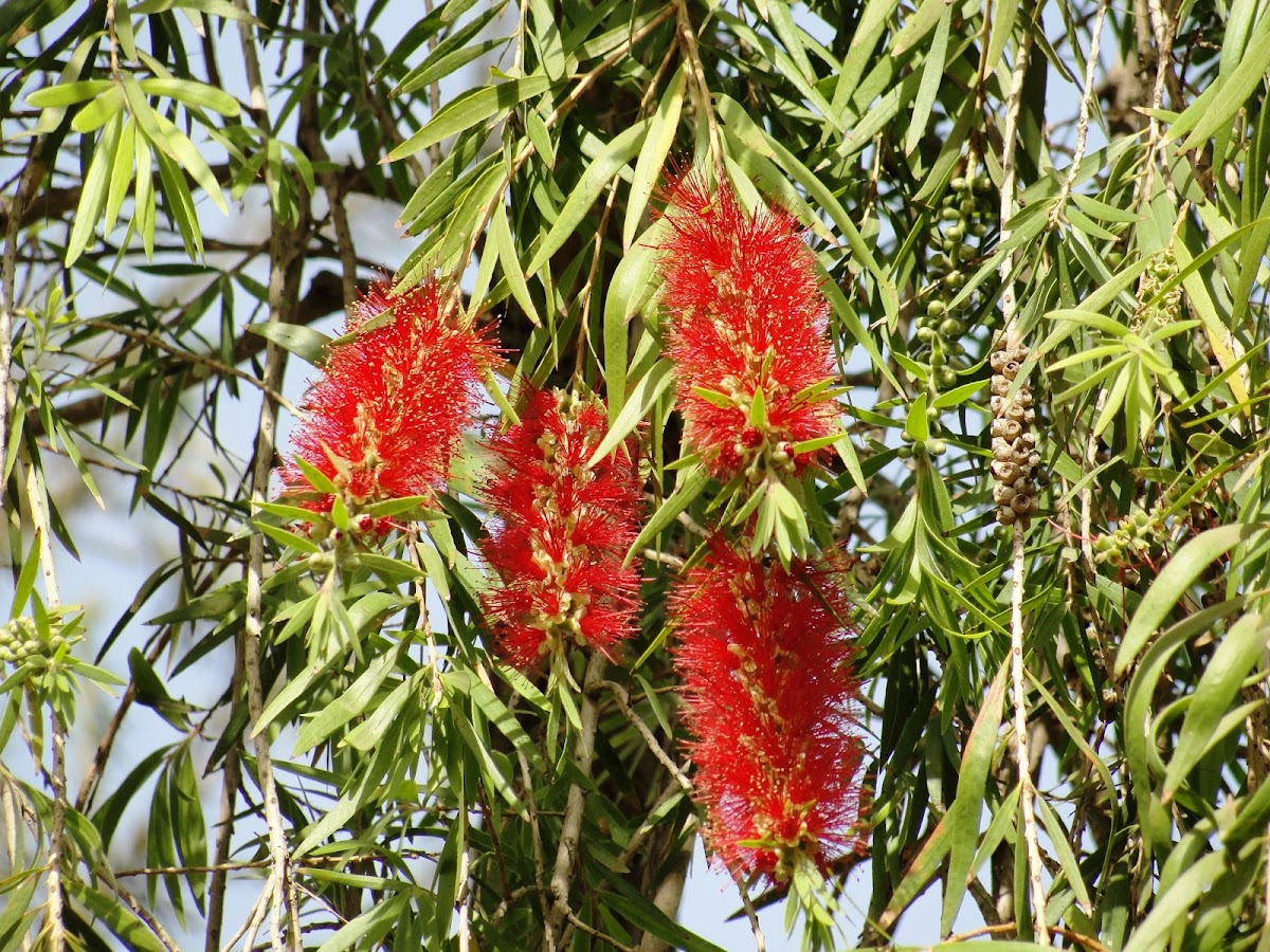 Bottlebrush