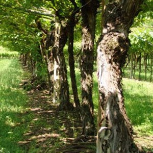 Pinot Grigio Vero 1.0