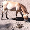 Przewalski's horse