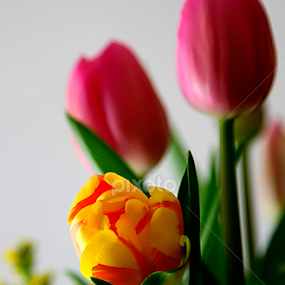 Tulips by Peri Mario Angelo - Flowers Flower Arangements