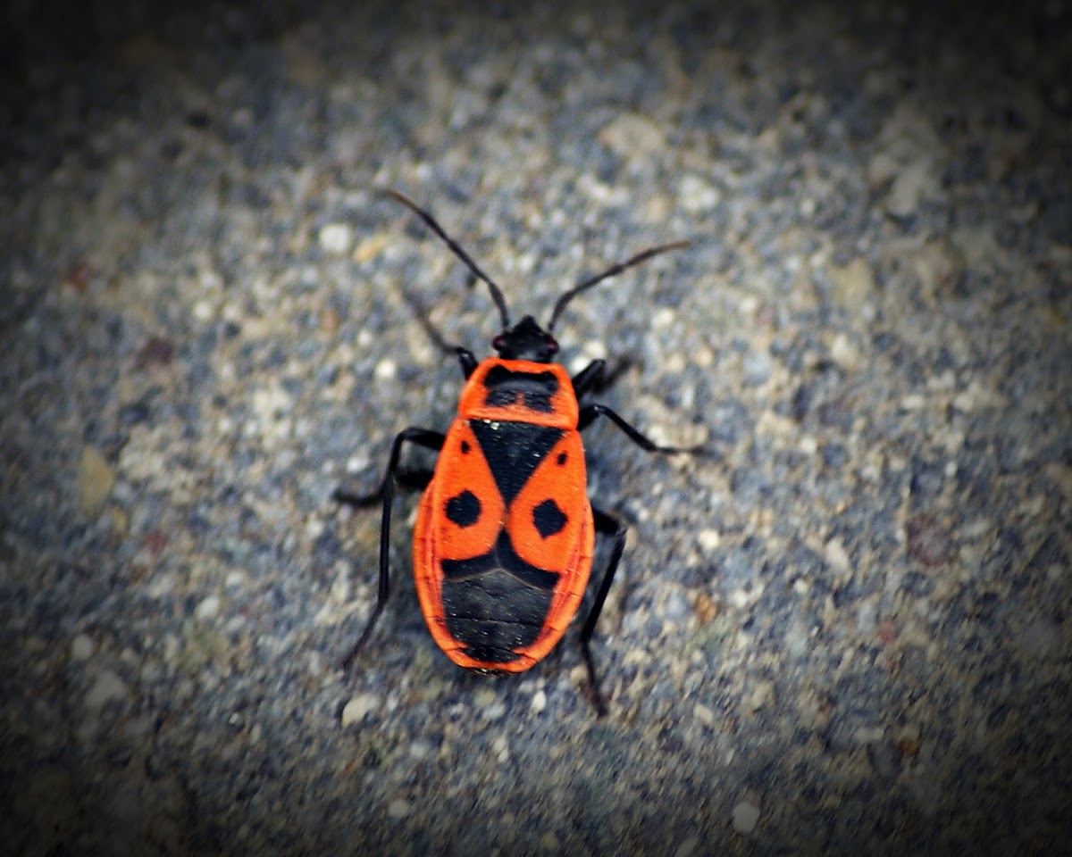 Gendarme beetle