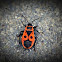 Gendarme beetle