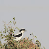 Southern Grey Shrike