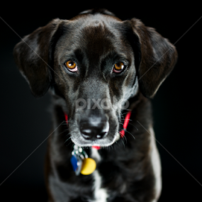 Lucy by Larry Glick - Animals - Dogs Portraits