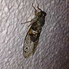 Cicada