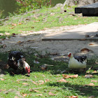 Domestic Muscovy Duck (pair)