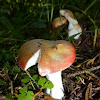 Russula