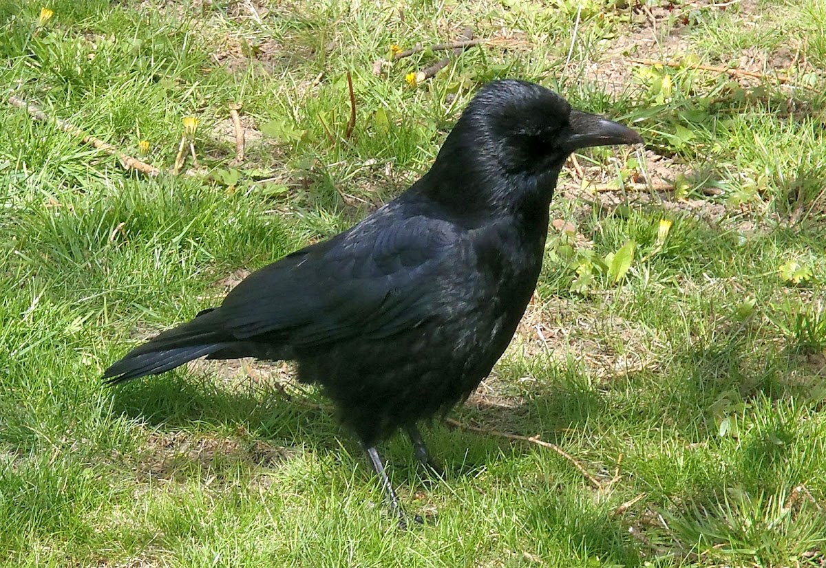 Cuervo, Common Raven | Project Noah