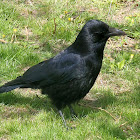 Cuervo, Common Raven