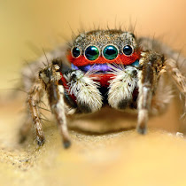 Jumping Spiders Of India