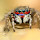 Jumping Spiders Of India