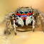 Jumping Spider