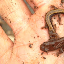 Northern dusky salamander(bottom)Northern two lined salamander (top)