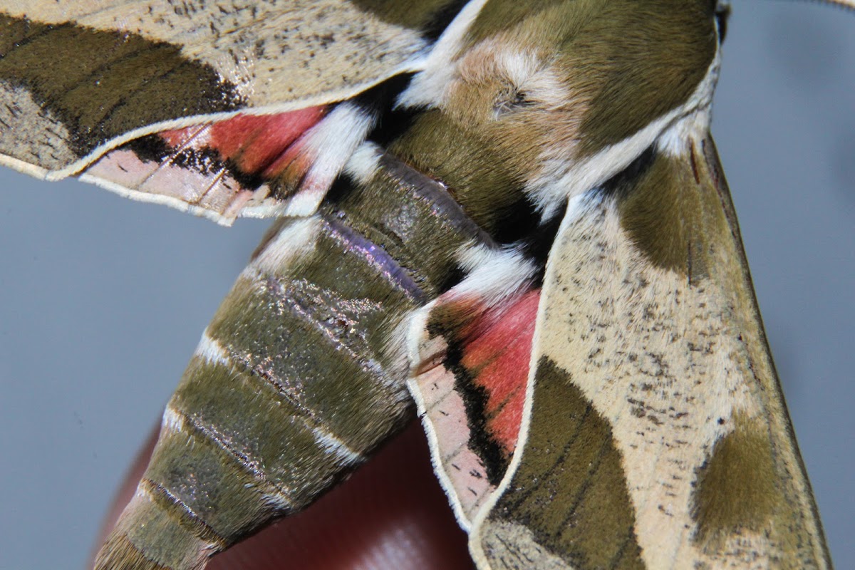 Spurge Hawk-moth