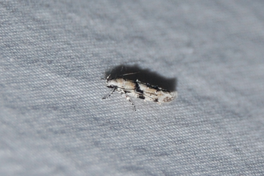 White-Stripe-backed Moth