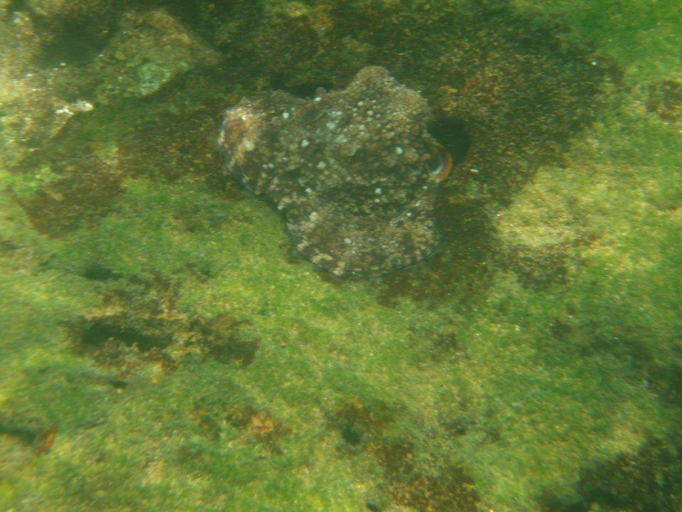 Galapagos reef octopus