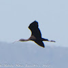 Glossy Ibis; Morito