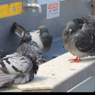 Pigeon, Rock Dove