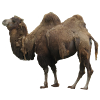 Camel Sticker
