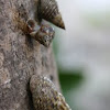 Mangrove Snail