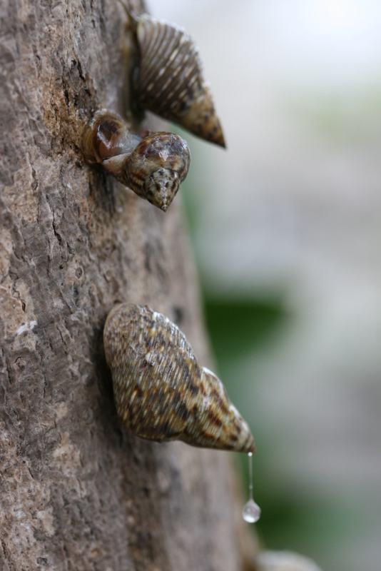 Mangrove Snail
