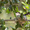 Anna's Hummingbird (Nesting)