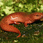 Red Salamander