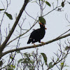 Hill Myna