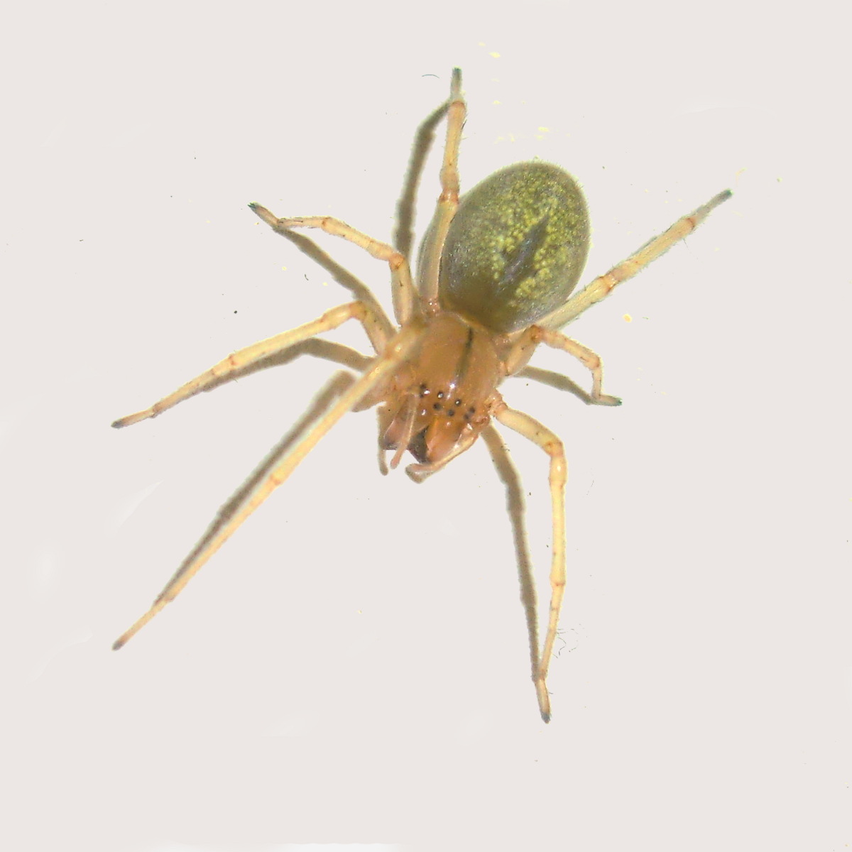 Long-legged Garden Spider