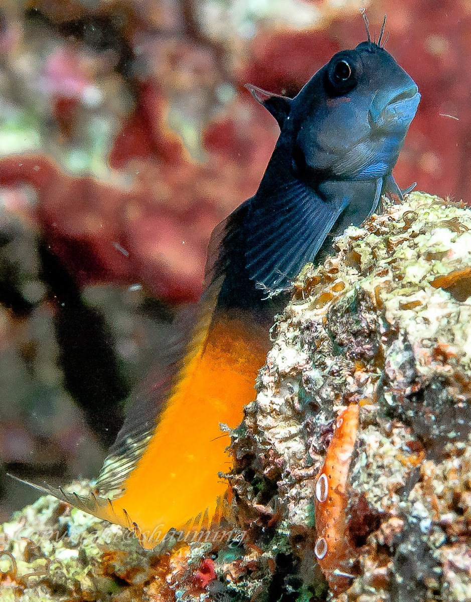 Two color combtooth Blenny