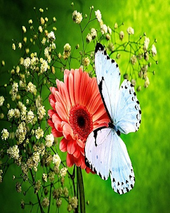 How to mod Beautiful Butterfly 1.1 unlimited apk for laptop