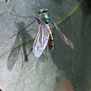 long-legged fly - male