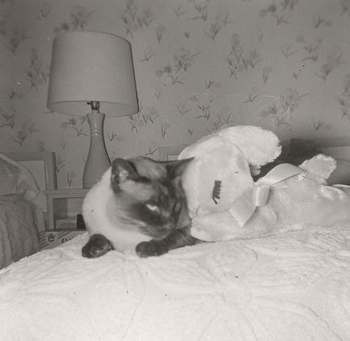 [vintage_cats_03[2].jpg]