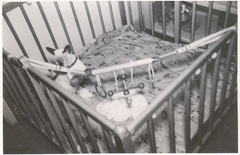 Vintage photo cats