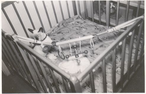 [vintage_cats_09[2].jpg]