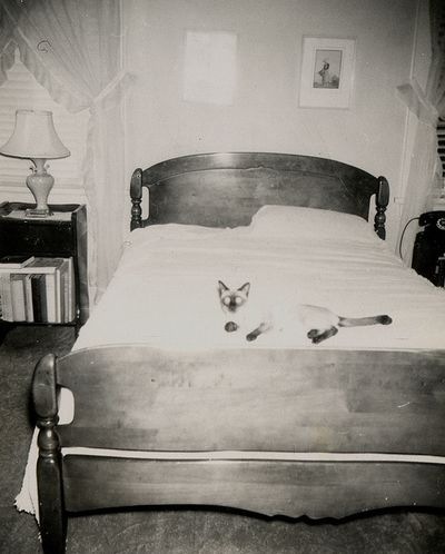[vintage_cats_13[4].jpg]