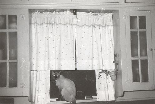 [vintage_cats_15[3].jpg]