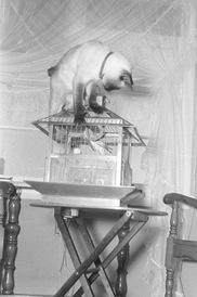 Vintage cat photo