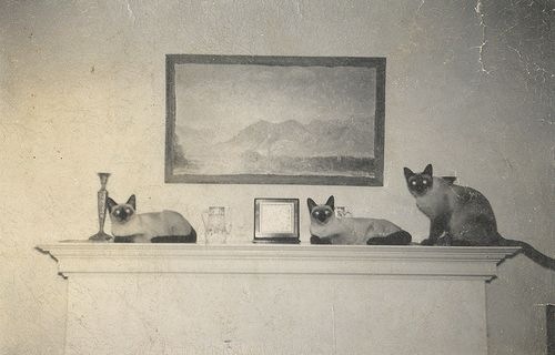 [vintage_cats_16[2].jpg]