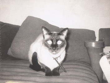 Vintage cats photo