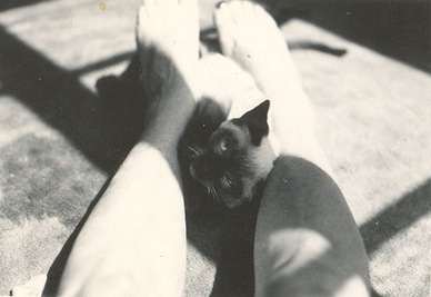 Vintage cats photo