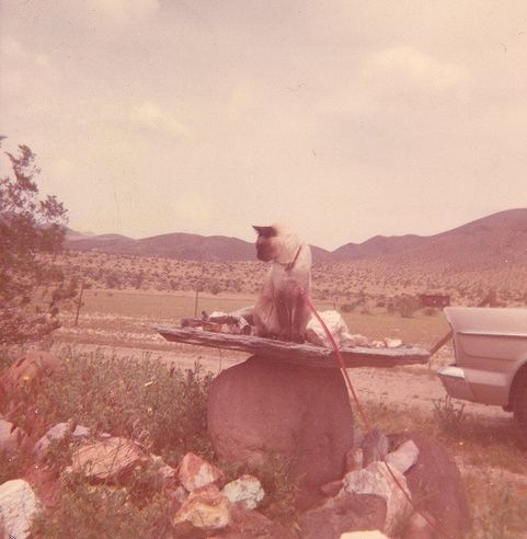 [vintage_cats_27[2].jpg]