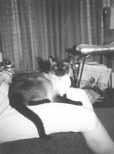 [vintage_cats_28[2].jpg]